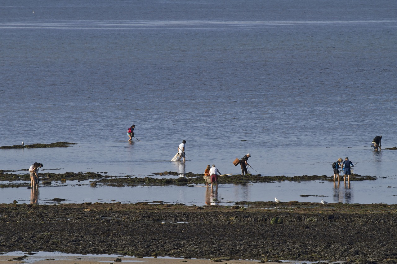 Kriauklė Fischer, Saint Aubin Sur Mer, Normandija, Angliškas Kanalas, France, Midijos, Tinklai, Iškrovimo Tinklas, Nemokamos Nuotraukos,  Nemokama Licenzija