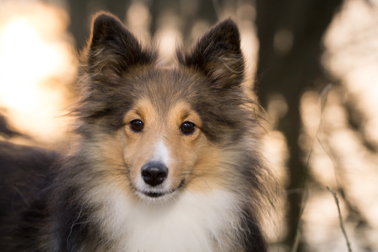 Sheltie, Kalė, Uždaryti, Saulėlydis, Nemokamos Nuotraukos,  Nemokama Licenzija