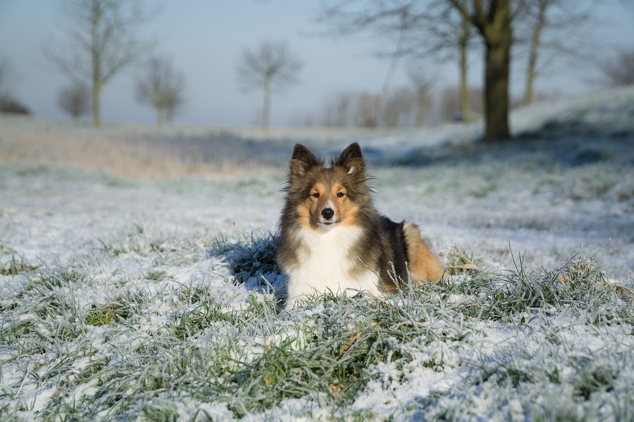 Sheltie, Kalė, Melas, Žiema, Eiswiese, Nemokamos Nuotraukos,  Nemokama Licenzija