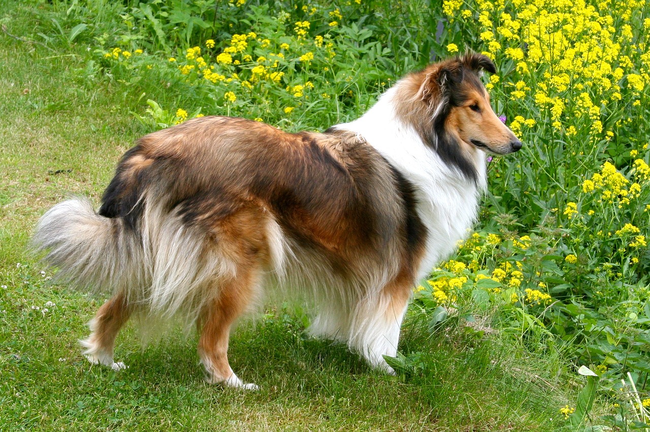 Sheltie,  Šuo,  Naminis Gyvūnėlis,  Veislė,  Gyvūnas,  Šunys,  Draugas,  Pūkuotas,  Giminė, Nemokamos Nuotraukos