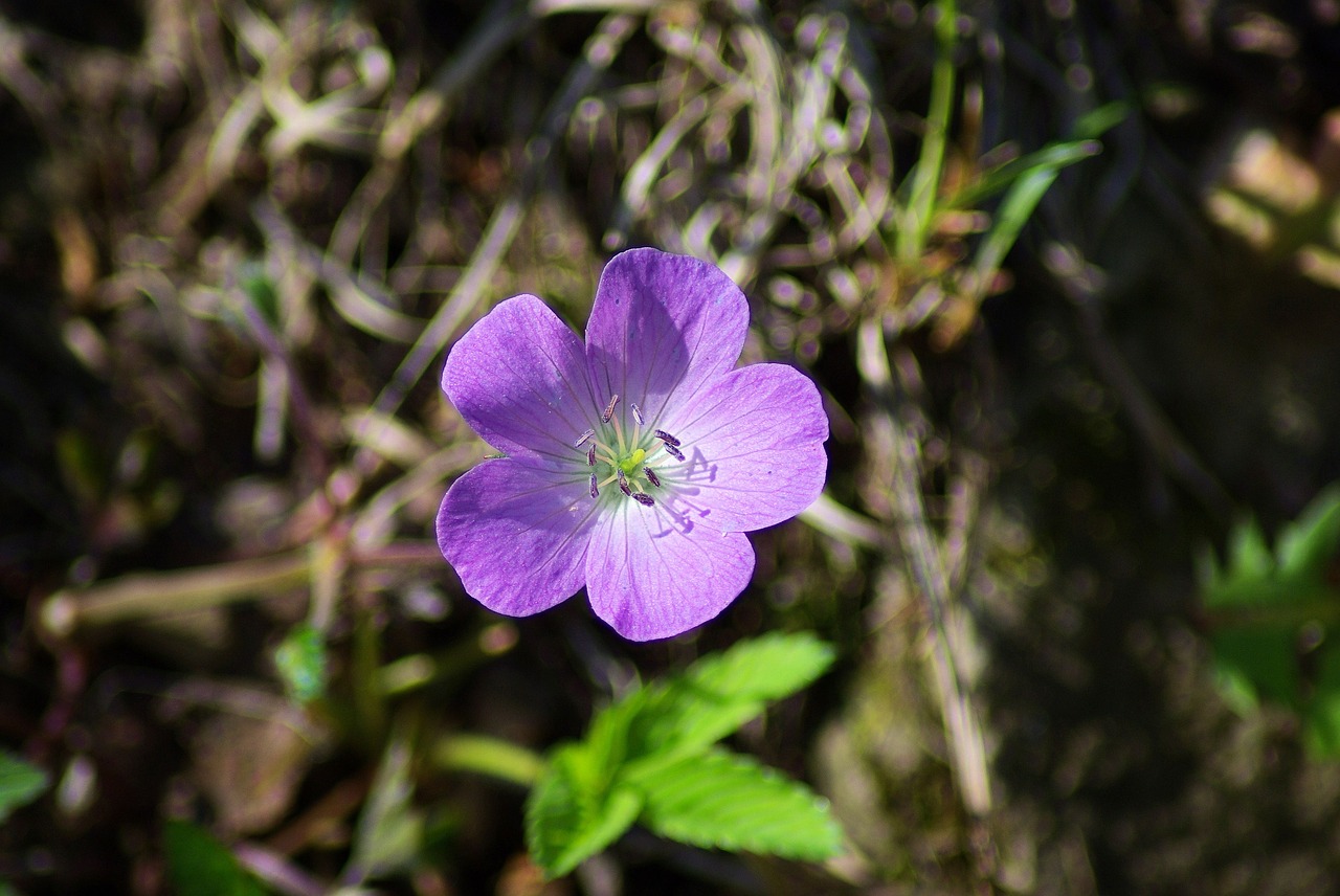 Shenandoah Laukinių Pelargonija,  Shenandoah,  Pilietis,  Parkas,  Virginia,  Geranium,  Pobūdį,  Maculatum,  Daugiamečių,  Snapučių