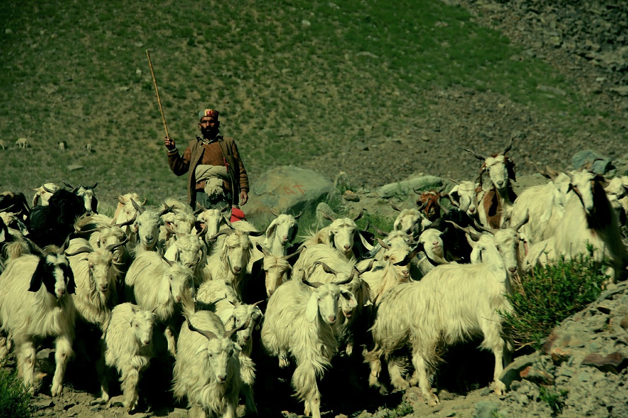 Piemenys, Ladakh, Indija, Tibetas, Nemokamos Nuotraukos,  Nemokama Licenzija