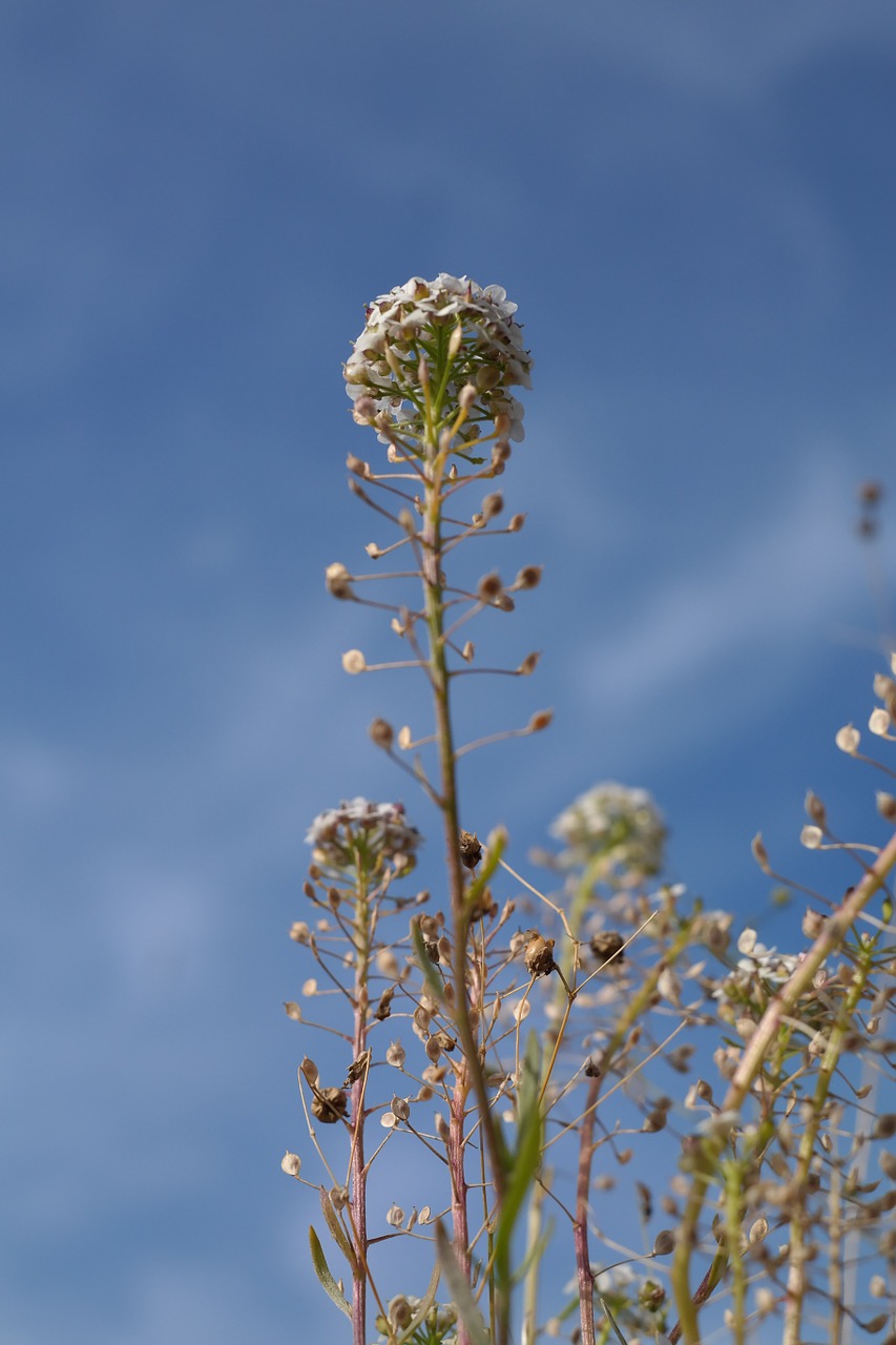 Piemens Piniginė, Žolė, Augalas, Stiebas, Žiedas, Žydėti, Balta, Capsella Bursa Pastoris, Piemens Piniginės Žolė, Brassicaceae