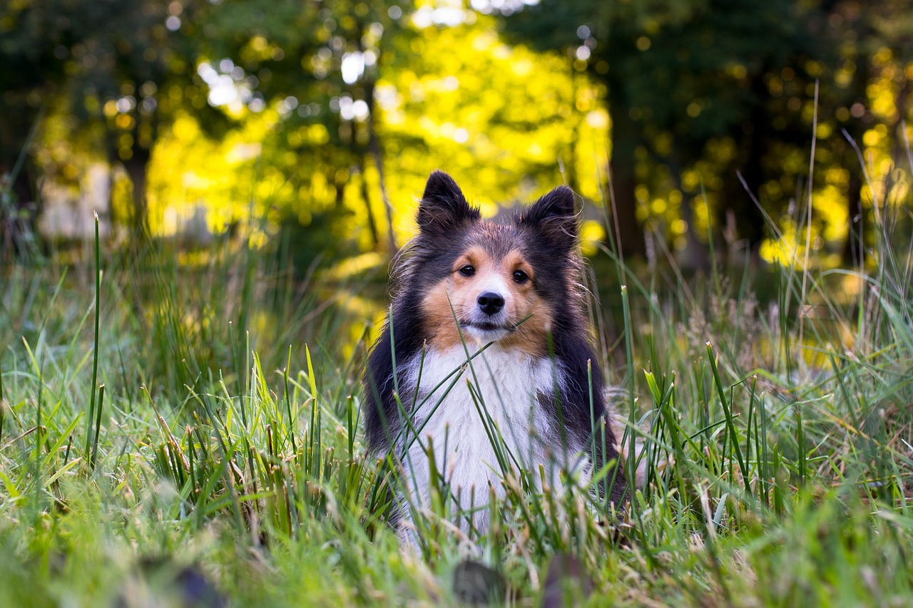 Šuo, Sheltie, Gyvūnų Portretas, Uždaryti, Nemokamos Nuotraukos,  Nemokama Licenzija