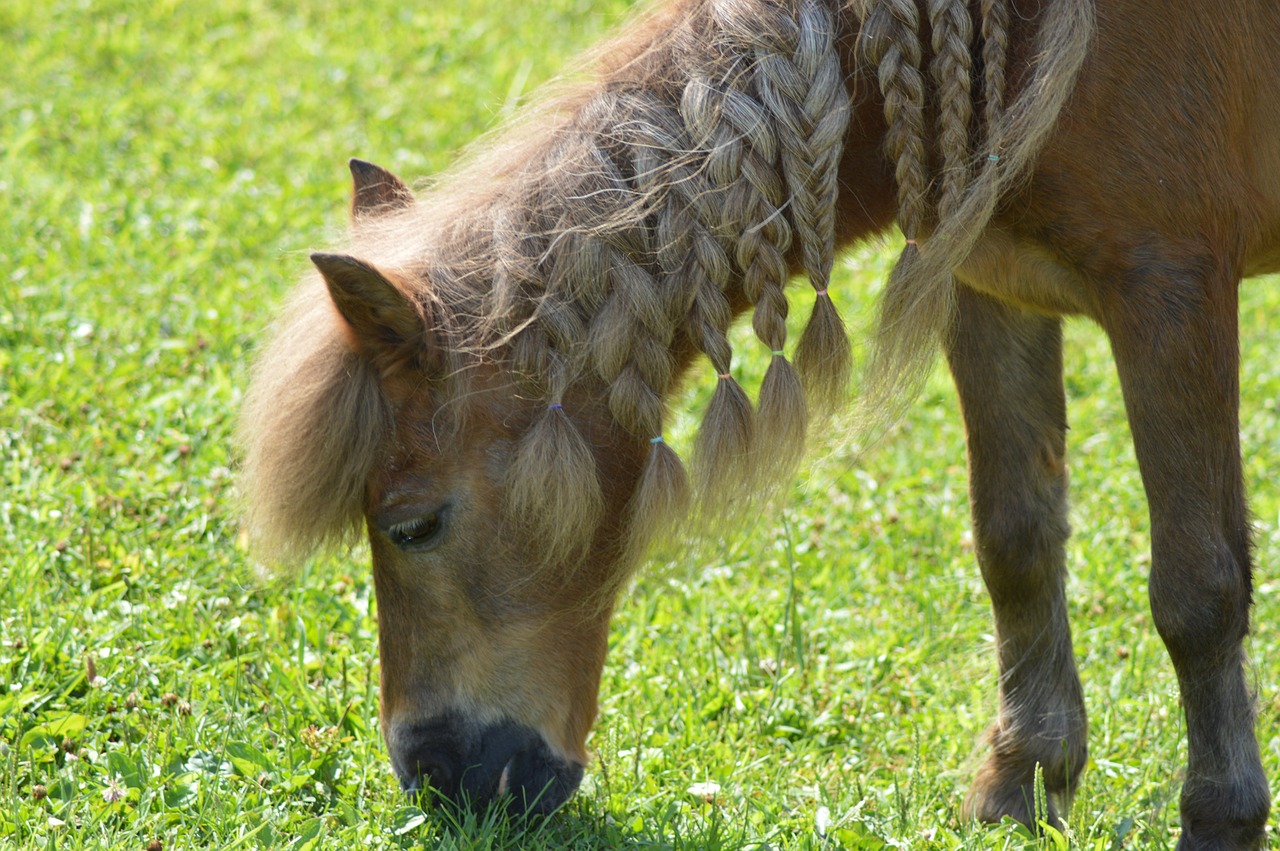 Shetland, Ponis, Shetland Ponis, Nemokamos Nuotraukos,  Nemokama Licenzija