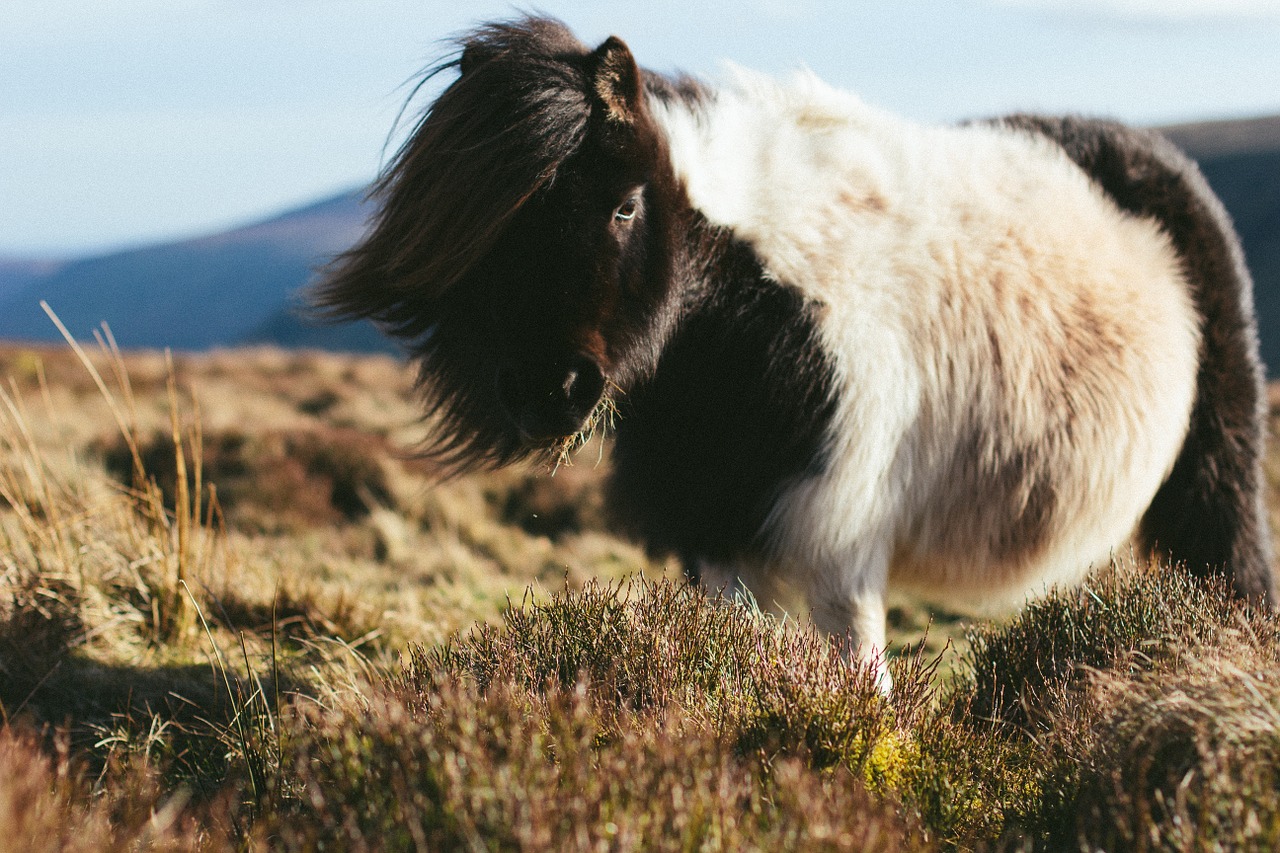 Shetland Sala Ponis, Ponis, Ilgi Plaukai, Arklys, Veidas, Grazer, Shetland, Gyvūnas, Ganykla, Žolė