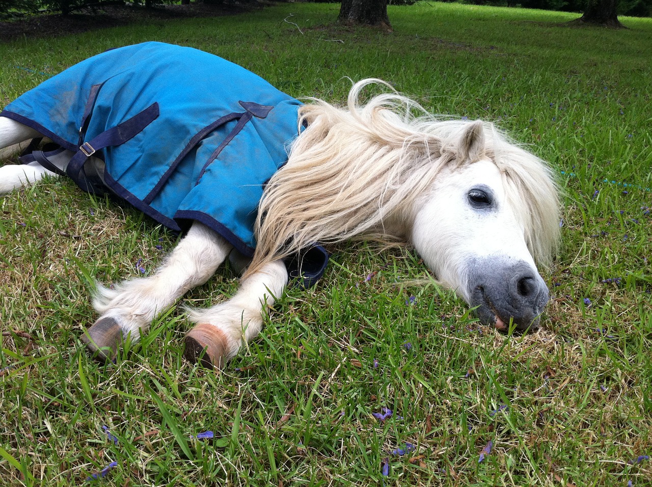 Shetland Ponis, Arklys, Nap, Shetland, Ponis, Gyvūnas, Arkliai, Žinduolis, Ranča, Jodinėjimas