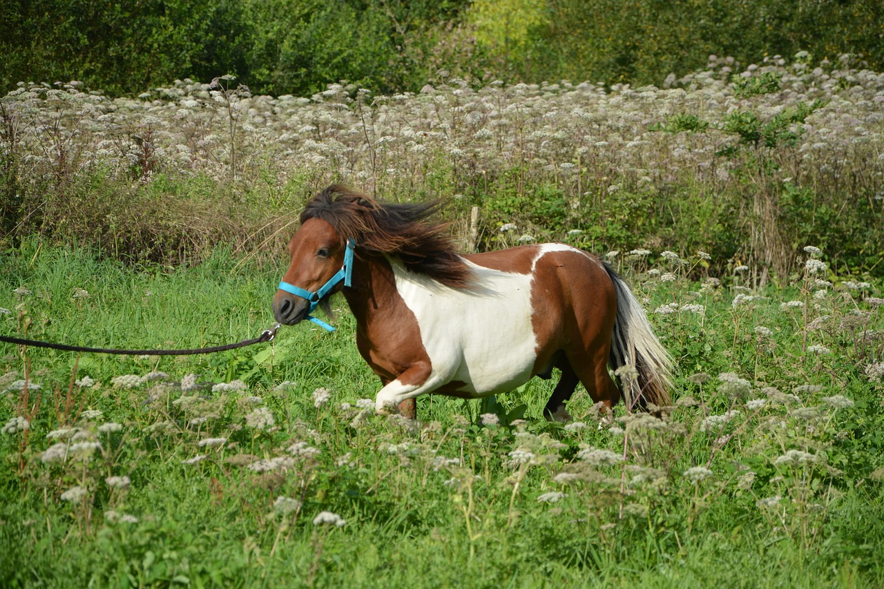 Shetland Ponis, Paleisti, Arklių Rudi Balta, Prairie, Pre, Atrajotojas, Išsiveržimas, Jodinėjimas Arkliu, Promenada, Gamta