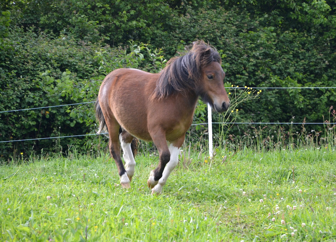 Shetland Ponis, Bėgimas, Paleisti, Mažas Arklys, Graži Mane, Pre, Promenada, Jodinėjimas Arkliu, Toupet, Žiurkė