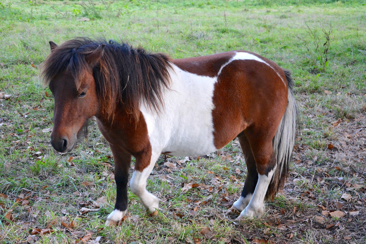 Shetland Ponis, Mažas Arklys, Spalvotas Pėsčiomis, Gražus, Ponis, Promenada, Jodinėjimas Arkliu, Gamta, Žiurkė, Pre