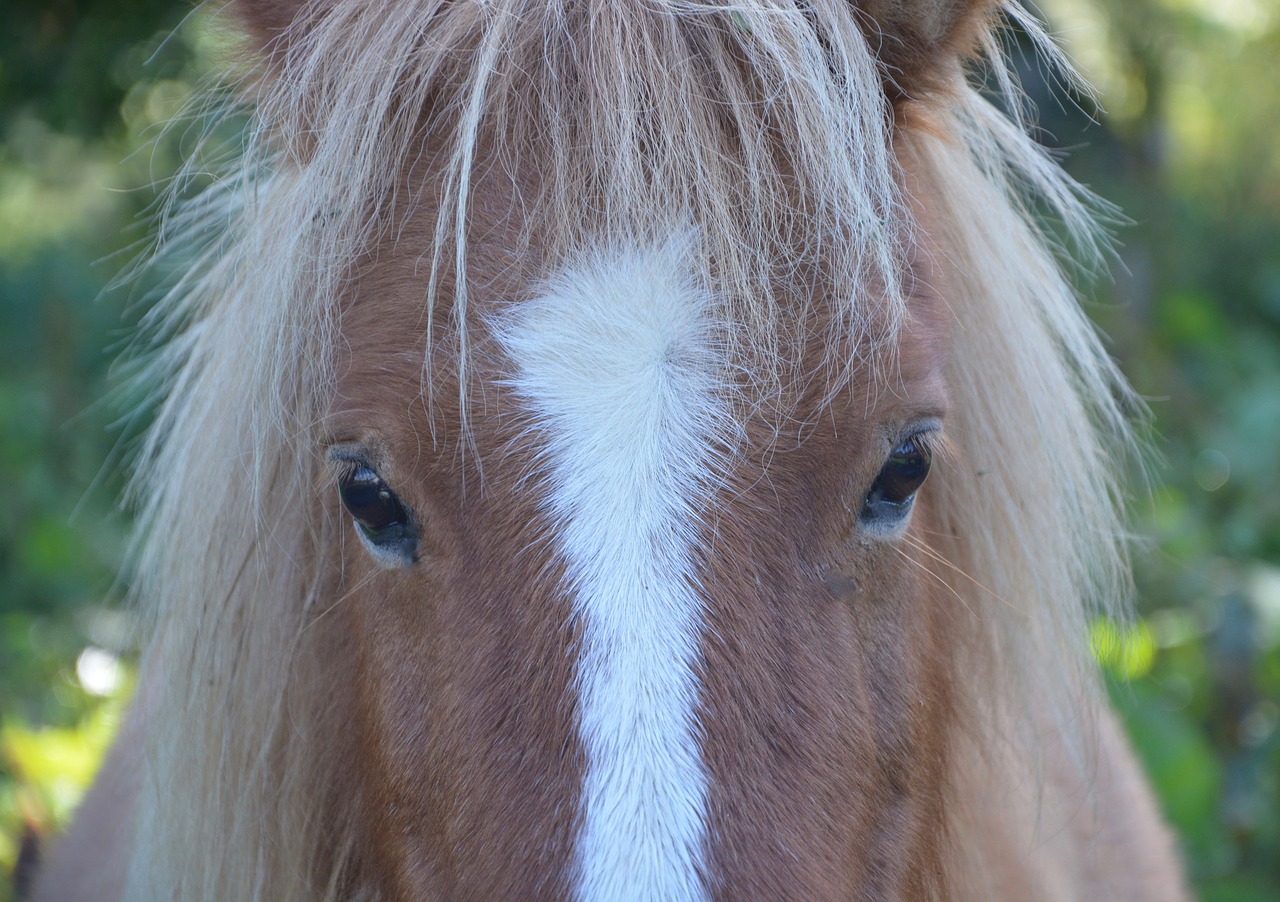 Shetland Ponis, Mažas Arklys, Šalia Arklio, Galva, Čiulptukas, Rudos Akys, Minkštasis Ašaras Išnyksta, Jodinėjimas Arkliu, Gamta, Promenada