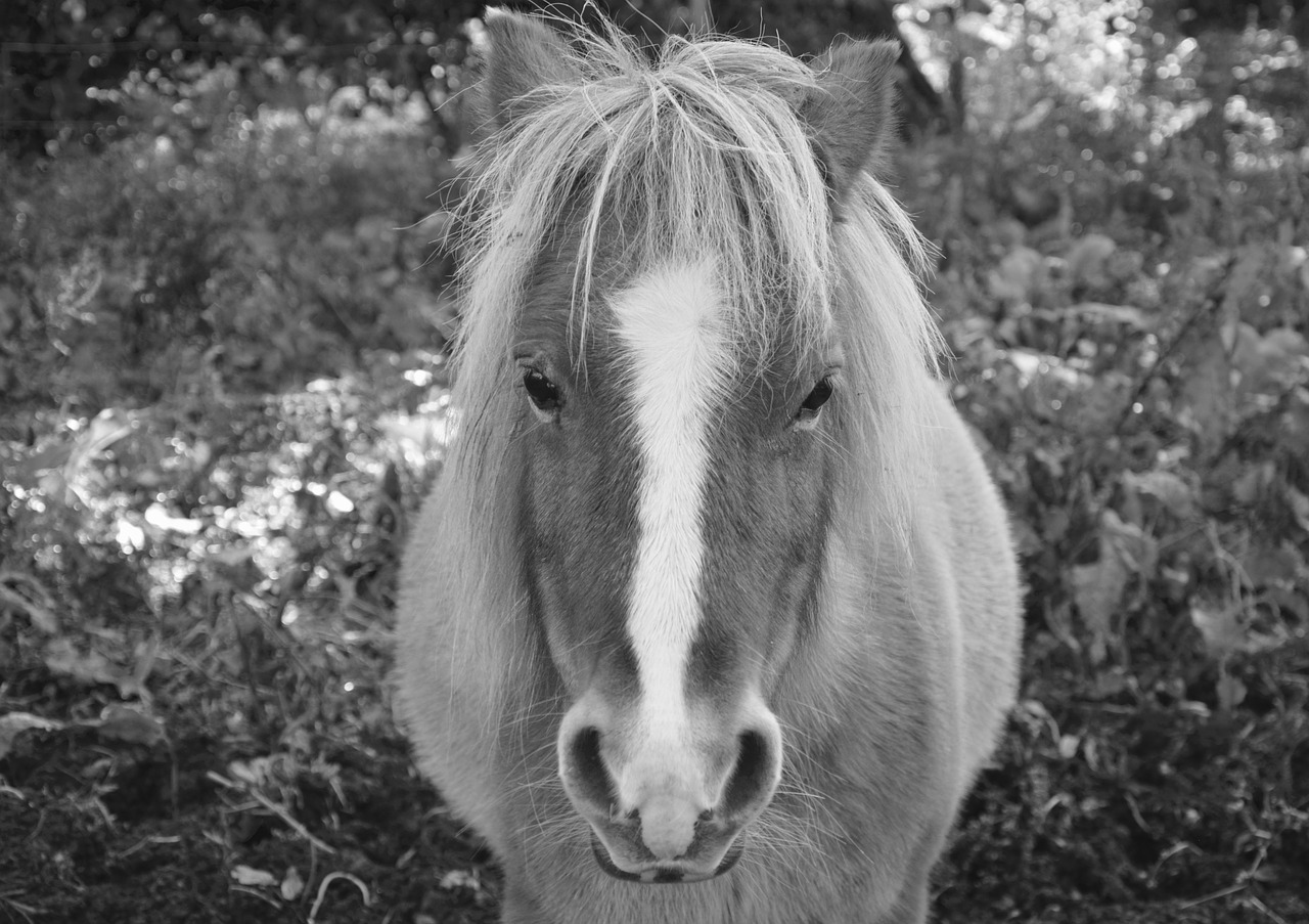 Shetland Ponis, Nuotrauka Juoda Balta, Naminis Gyvūnas, Meilė, Komplikacija, Švelnumas, Atrodo, Nemokamos Nuotraukos,  Nemokama Licenzija