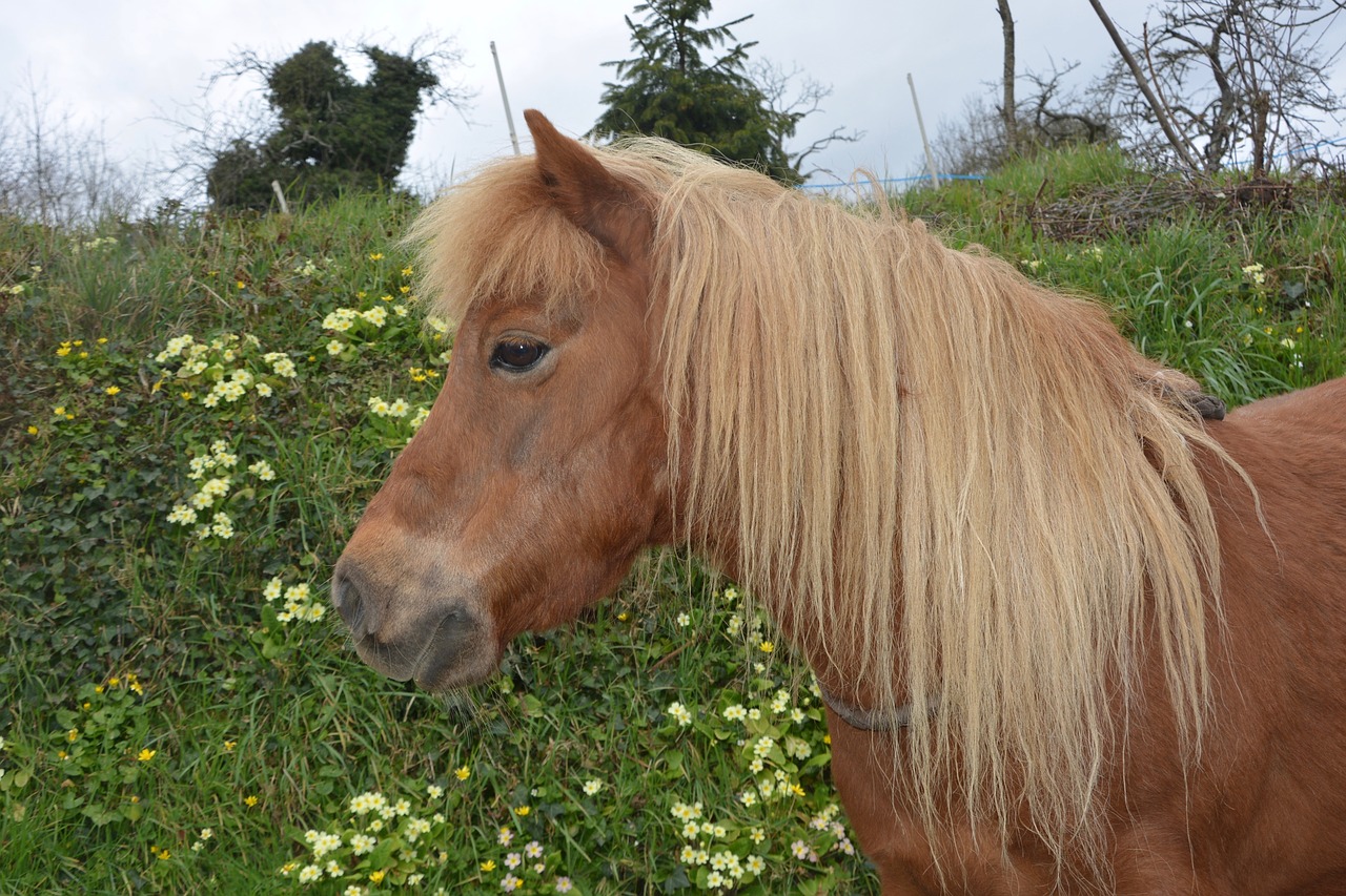 Shetland Ponis,  Mažas Arklys,  Plaukai Nuplauti,  Spalvotas Kaštonas,  Maistas Nuplautas,  Gyvūnas,  Žinduolis,  Arkliai,  Jodinėjimas Arkliu,  Promenada