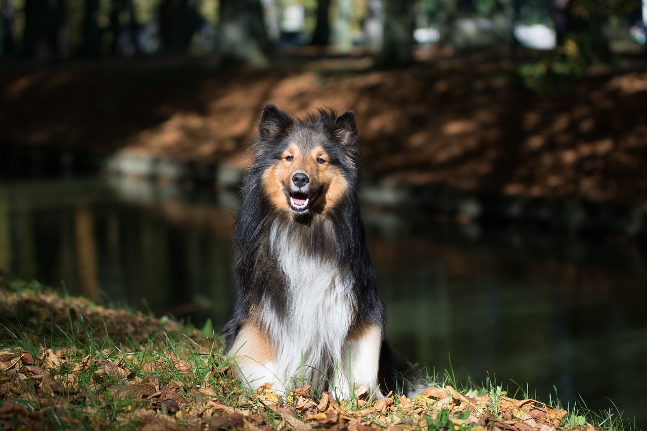 Šuo, Sheltie, Gyvūnų Portretas, Uždaryti, Nemokamos Nuotraukos,  Nemokama Licenzija