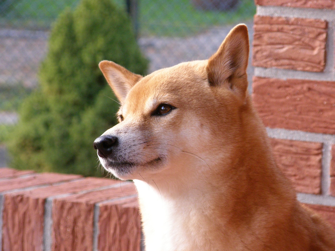 Shiba, Siena, Vasara, Raudona, Šuo, Gyvūnas, Naminis Gyvūnėlis, Hundeportrait, Shiba Inu, Nemokamos Nuotraukos