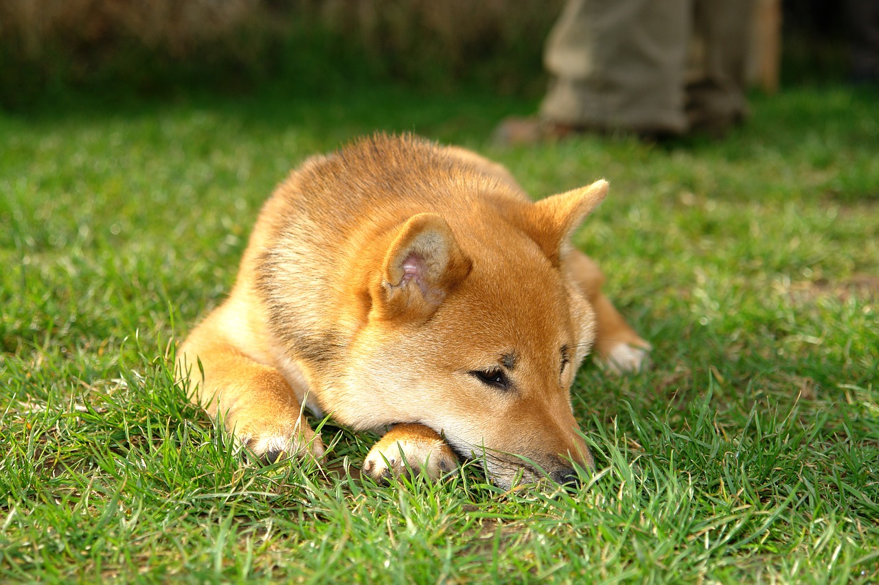 Shiba Inu, Inu, Šuo Arti Gamta, Šuniukas, Melas, Saldus, Gyvūnų Portretas, Žolė, Mielas, Out