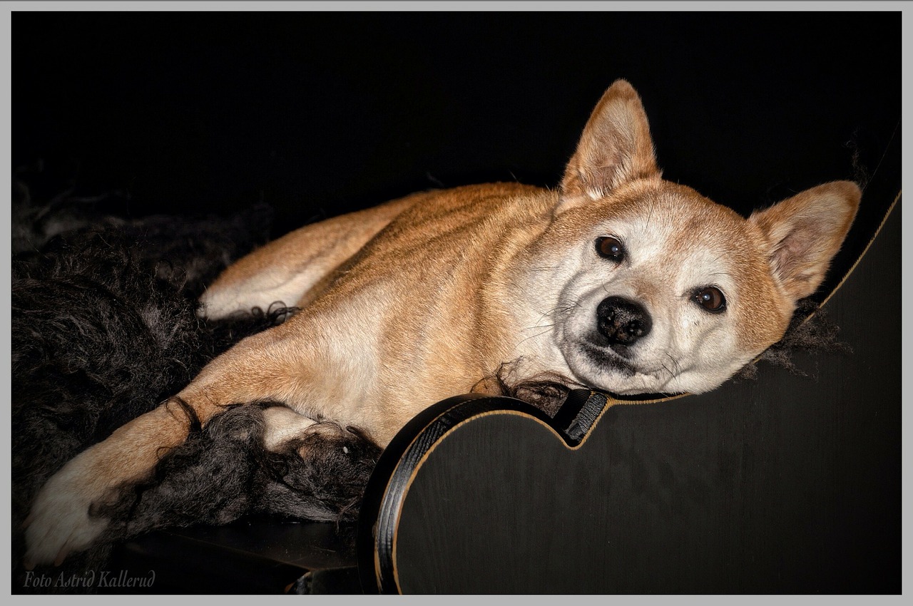 Shiba Inu, Shiba, Šuo, Atsipalaiduoti, Mielas, Saldus, Naminis Gyvūnėlis, Gyvūnas, Sofa, Sofa