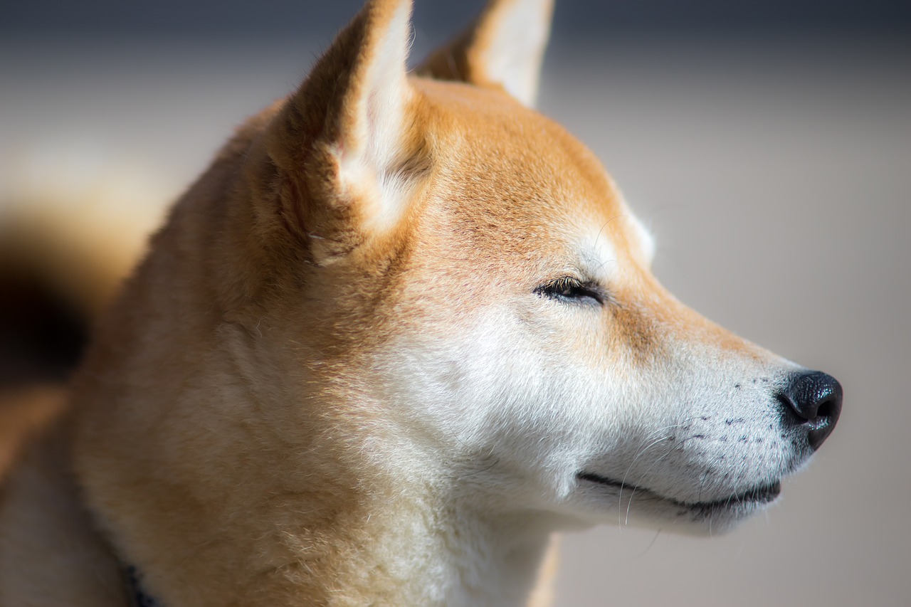 Shiba Inu, Šuo, Mielas, Žinduolis, 犬 科, Gyvūnas, Naminis Gyvūnėlis, Lauke, Šuniukas, Nemokamos Nuotraukos