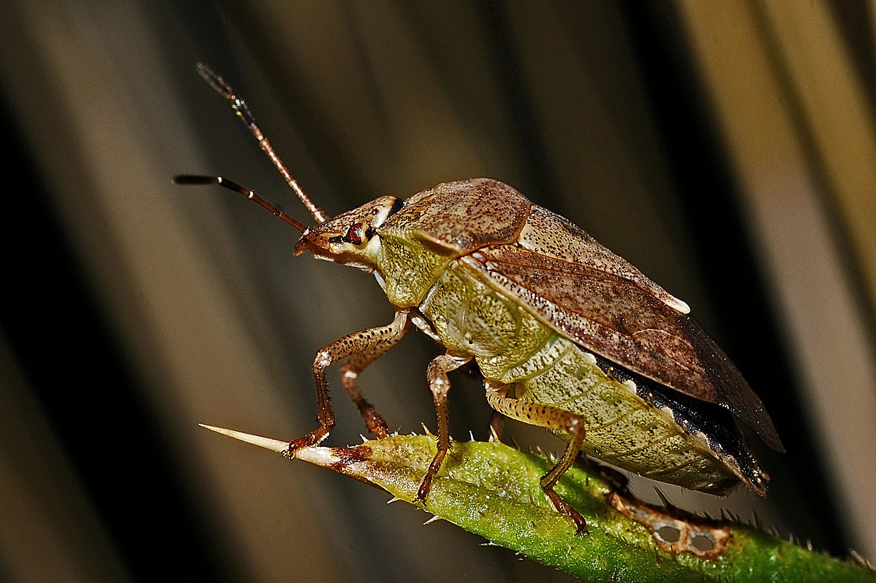 Skydas-Klaidos, Makro, Vabzdys, Bestuburiai, Nariuotakojų, Gamta, Laukinė Gamta, Biologija, Fauna, Entomologija