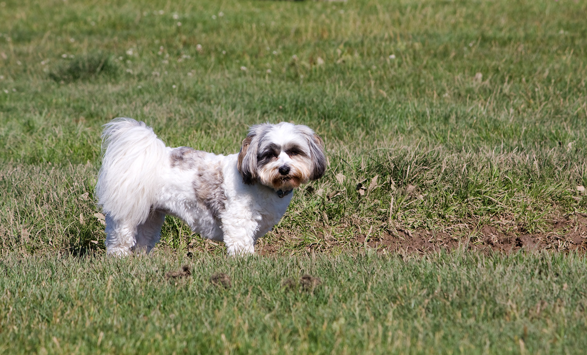 Shih & Nbsp,  Tzu,  Šuo,  Šunys,  Naminis Gyvūnėlis,  Gyvūnas,  Veislė,  Mielas,  Stovintis,  Žalias