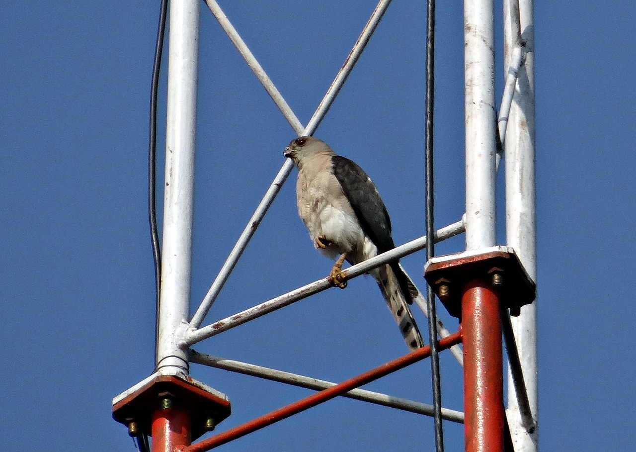 Shikra, Accipiter Badius, Plėšrusis Paukštis, Accipitridae, Mažai Banded Goshawk, Paukštis, Dharwad, Indija, Nemokamos Nuotraukos,  Nemokama Licenzija