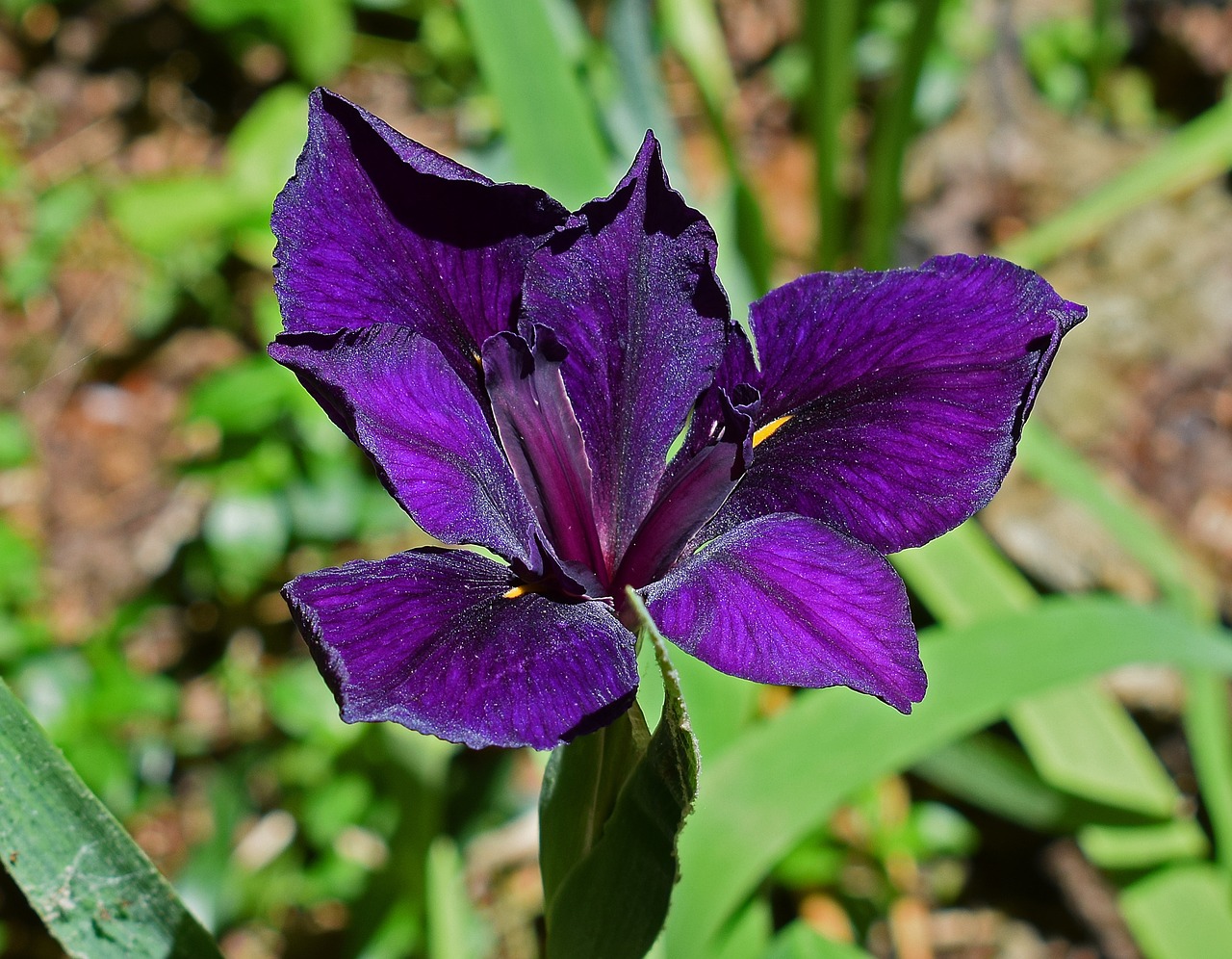 Mirgintoji Rainelė, Louisiana Iris, Gėlė, Žiedas, Žydėti, Rhizome, Daugiametis, Augalas, Sodas, Gamta