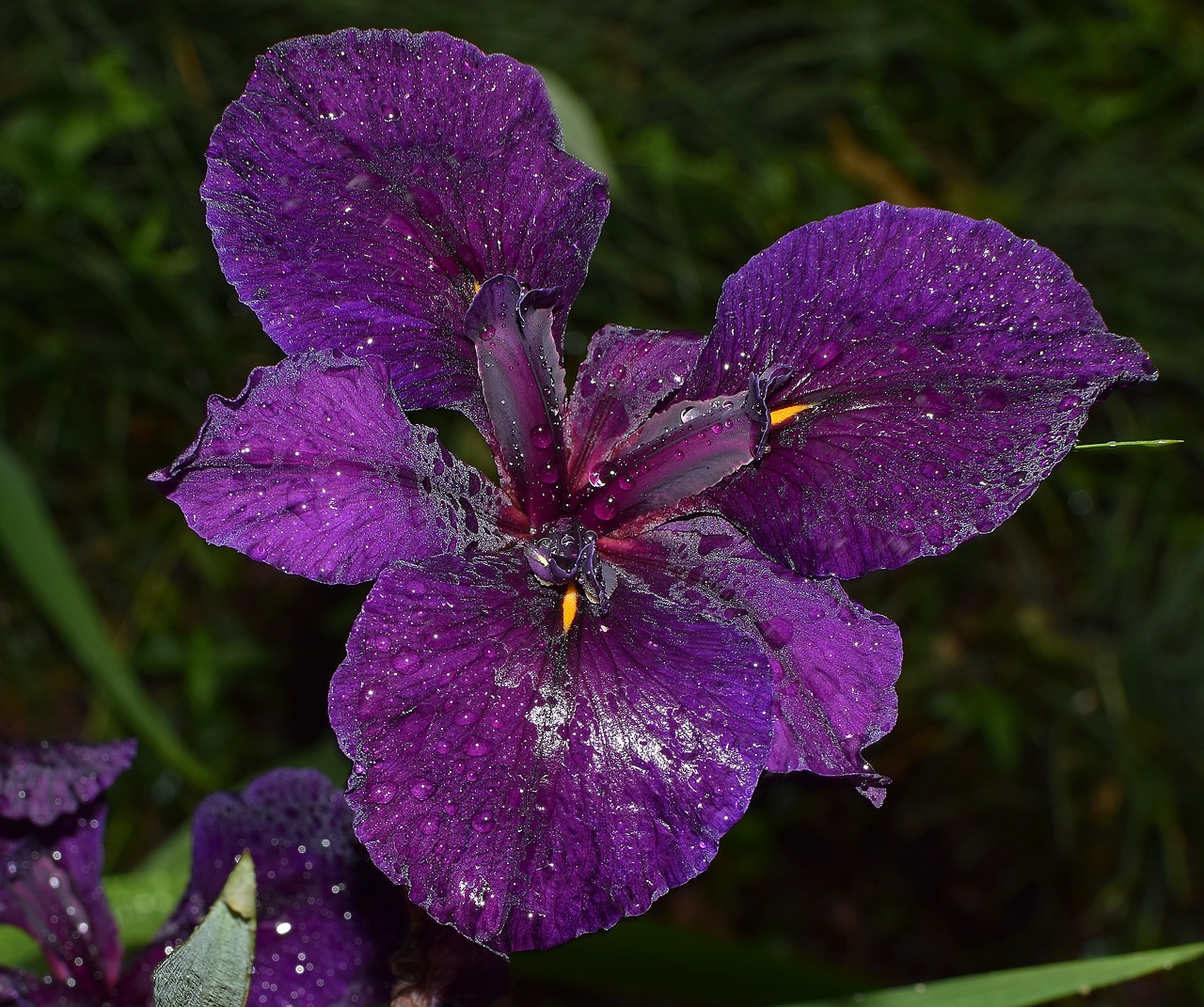 Mirgantis Lietingos Drgnos Rainelės, Louisiana Iris, Gėlė, Drėgna Lietaus, Lietus, Žiedas, Žydėti, Rhizome, Daugiametis, Augalas