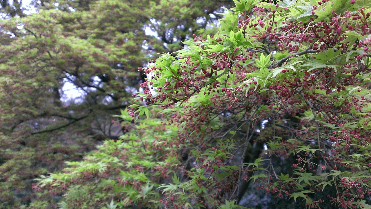 Shinjuku Gyoen, Pavasaris, Momiji, Nemokamos Nuotraukos,  Nemokama Licenzija