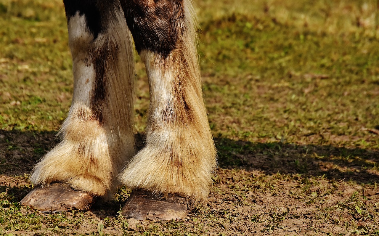 Širvio Arklys, Arklys, Kirvis, Forelegs, Didelis Arklys, Važiuoti, Reitstall, Jungtis, Pieva, Gyvūnas