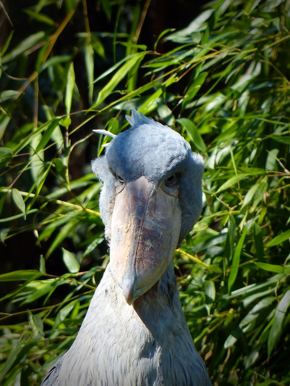 Shoebill, Paukštis, Didelis Paukštis, Plunksna, Sąskaitą, Gyvūnas, Plumėjimas, Laukinės Gamtos Fotografija, Didelis Snapas, Nemokamos Nuotraukos