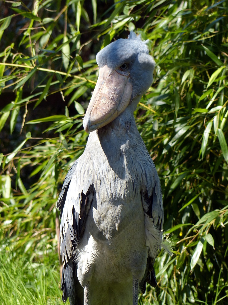 Shoebill, Paukštis, Didelis Paukštis, Plunksna, Sąskaitą, Gyvūnas, Plumėjimas, Laukinės Gamtos Fotografija, Didelis Snapas, Nemokamos Nuotraukos