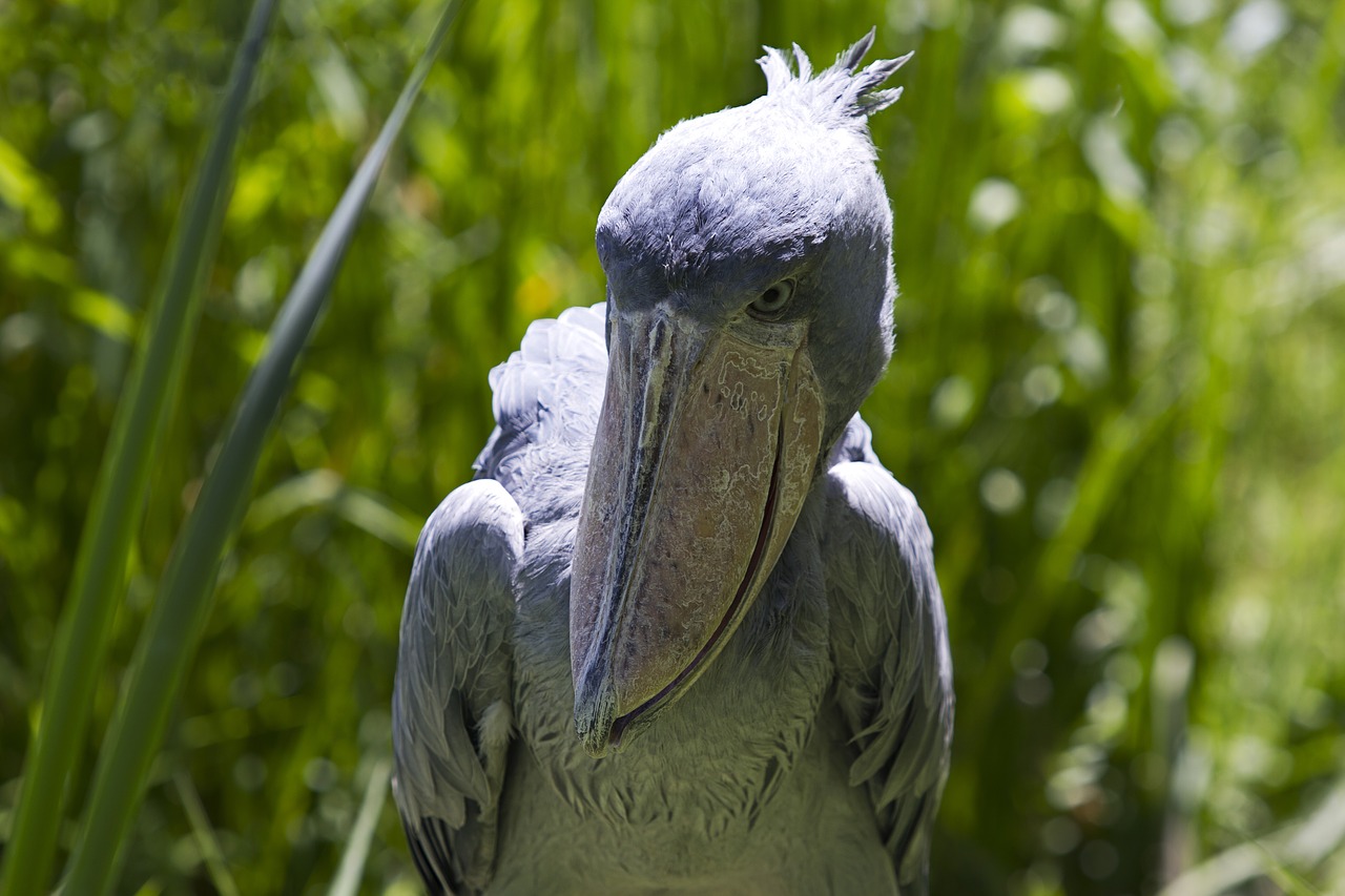 Shoebill, Paukštis, Didelis Snapas, Gyvūnas, Laukinės Gamtos Fotografija, Padaras, Didelis Paukštis, Zoologijos Sodas, Exot, Sąskaitą