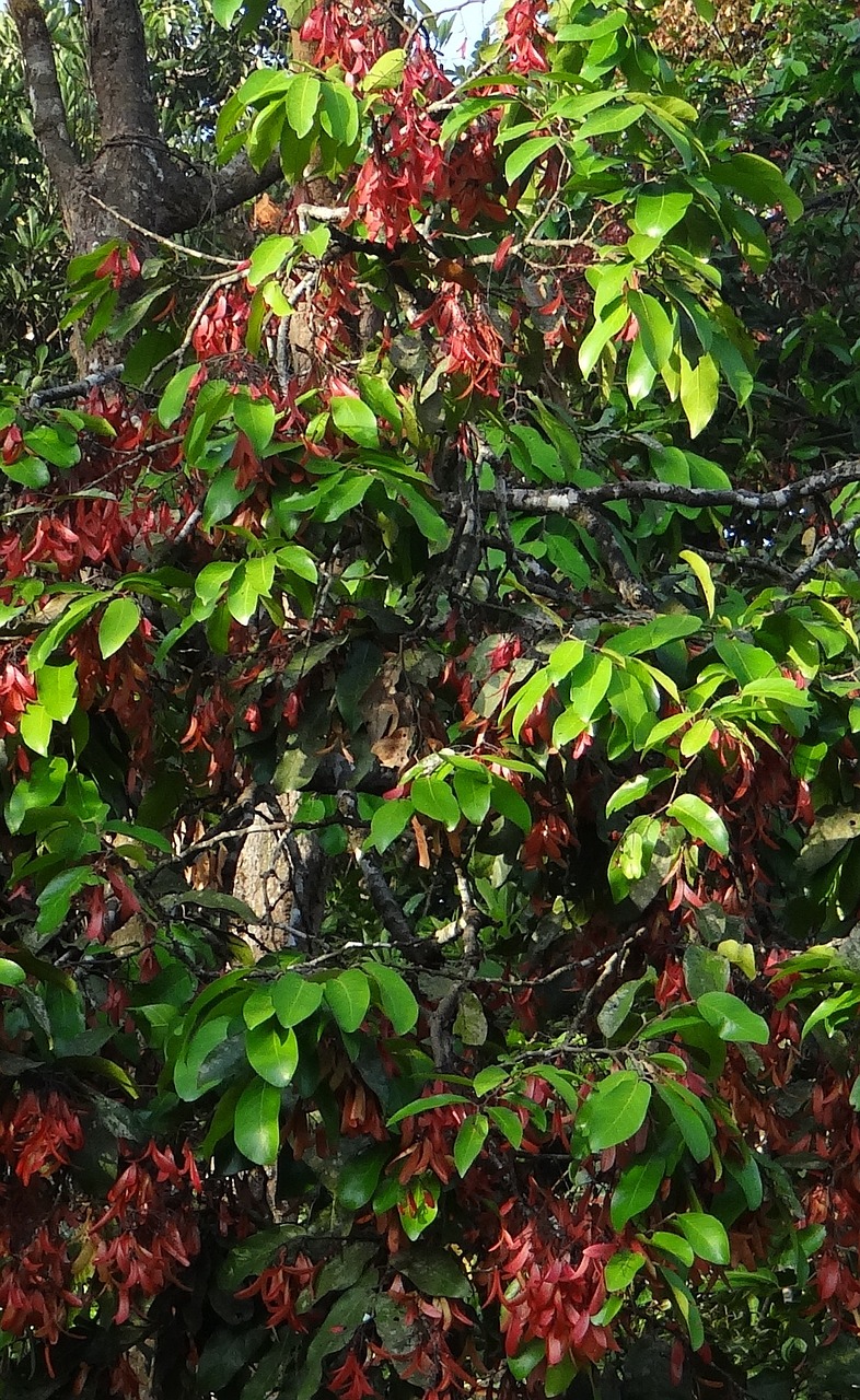 Shorea Roxburghii, Taloora Lac Tree, Lakras, Karnataka, Indija, Augalas, Natūralus, Botanikos, Ekologiškas, Botanika