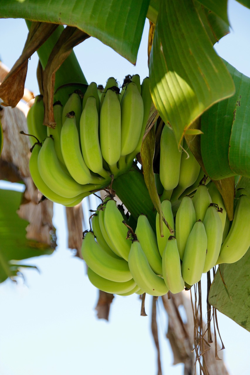 Krūmas, Bananas, Bananų Augalas, Vaisiai, Stiebas, Bananų Medis, Obstbanane, Atogrąžų, Bananinis Krūmas, Maži Bananai