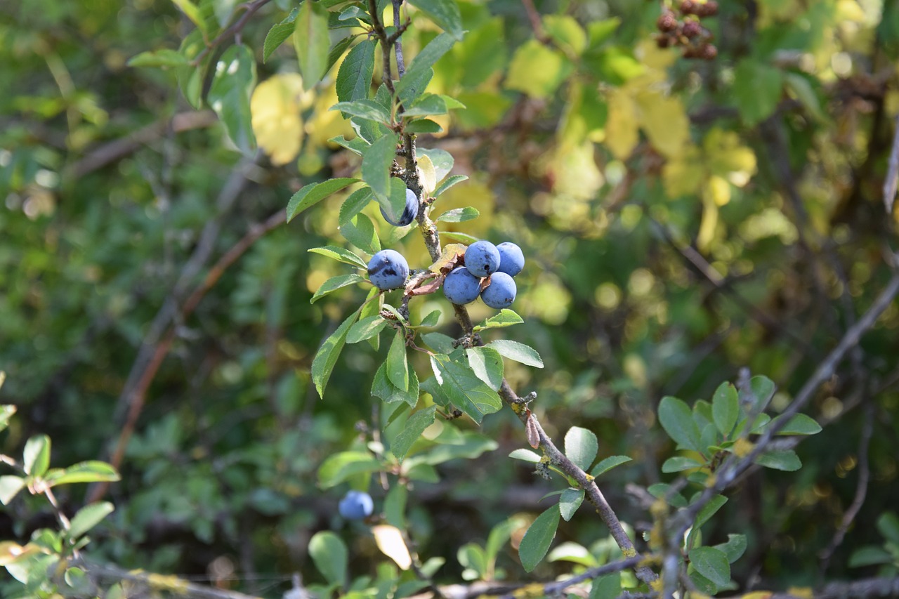 Krūmas, Minkšti Vaisiai, Prunus Spinosa, Nemokamos Nuotraukos,  Nemokama Licenzija