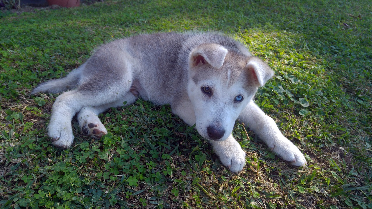 Siberianas, Husky, Šuniukas, Šuo, Gyvūnas, Vidaus, Žaismingas, Mielas, Jaunas, Naminis Gyvūnėlis