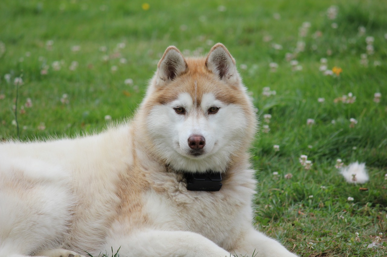 Siberianas, Husky, Du, Šuo, Naminis Gyvūnėlis, Lenktynės, Nemokamos Nuotraukos,  Nemokama Licenzija