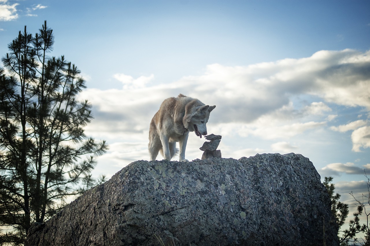 Siberianas, Husky, Šuo, Gyvūnas, Naminis Gyvūnėlis, Mielas, Balta, Jaunas, Draugas, Portretas