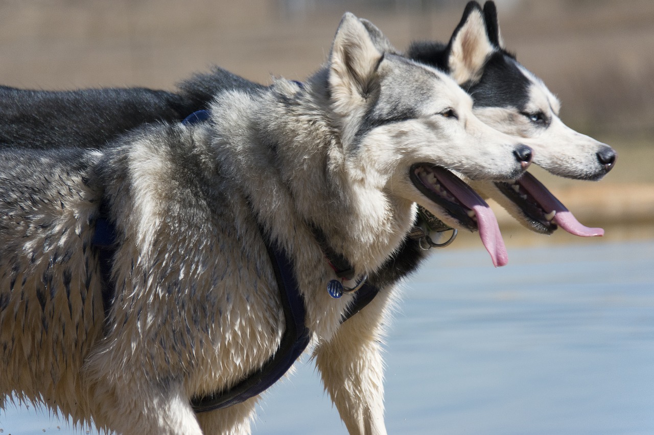 Sibiro Haskis, Husky, Šuo, Nemokamos Nuotraukos,  Nemokama Licenzija