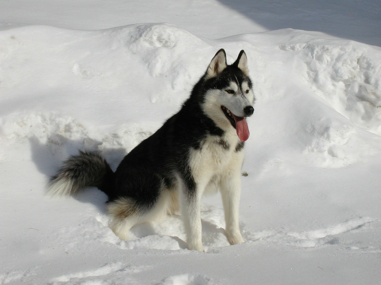 Sibiro Haskis, Sniegas, Šuo, Husky, Siberianas, Žiema, Naminis Gyvūnėlis, Gyvūnas, Vidaus, Žinduolis