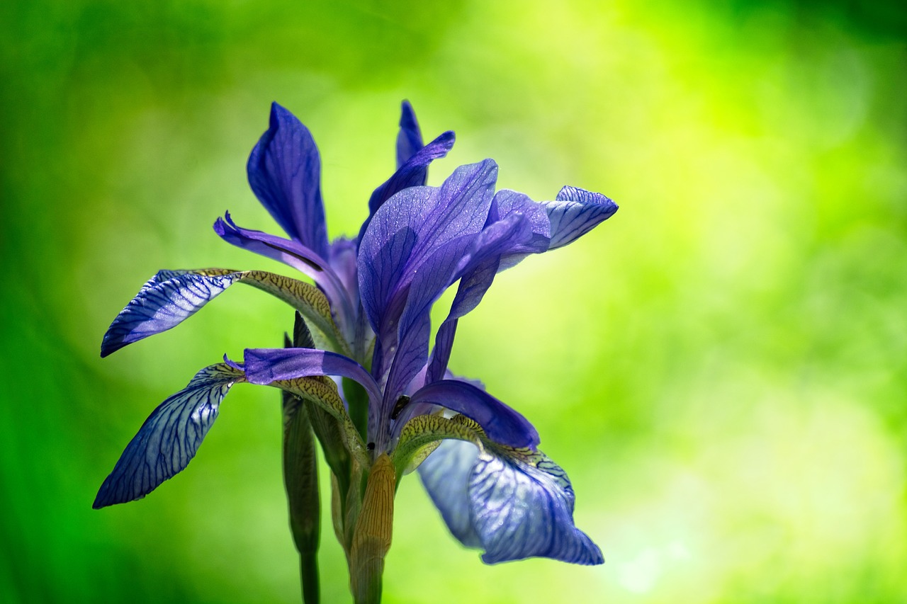 Siberian Schwertlilie, Iris Sibirica, Pievos-Kardo Lelija, Mėlynas Iris, Augalas, Mėlynas, Gėlė, Pieva, Iridaceae, Iris