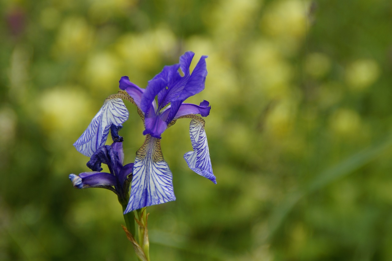 Siberian Schwertlilie, Lelija, Iris, Laukinė Gėlė, Apsaugotas, Retai, Nendrė, Augmenija, Flora, Wollmatinger Ried