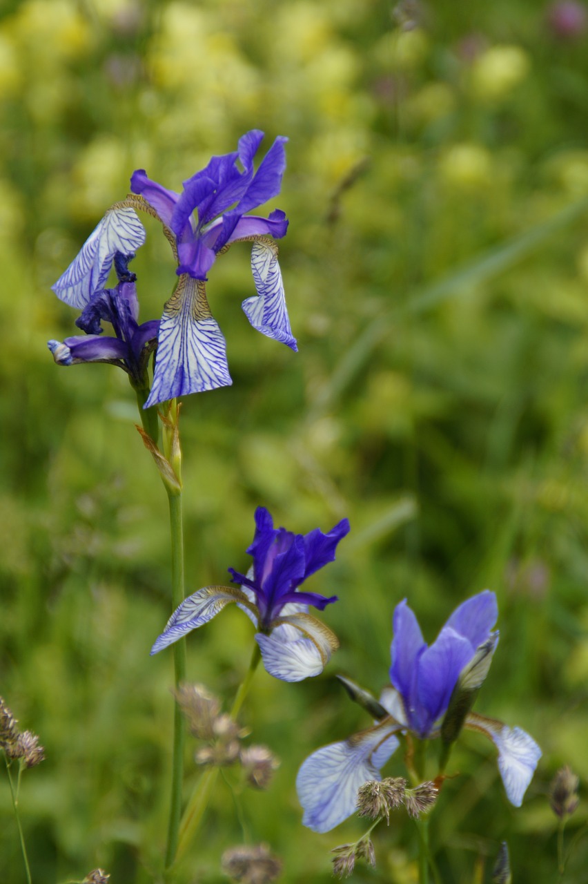 Siberian Schwertlilie, Lelija, Iris, Laukinė Gėlė, Apsaugotas, Retai, Nendrė, Augmenija, Flora, Wollmatinger Ried