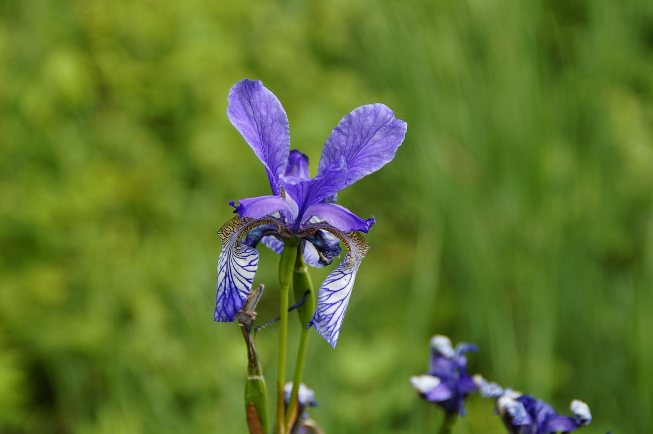 Siberian Schwertlilie, Iris, Mėlynas, Uždaryti, Retai, Gamtos Apsauga, Apsaugotas, Ypač, Nendrė, Šlapynes