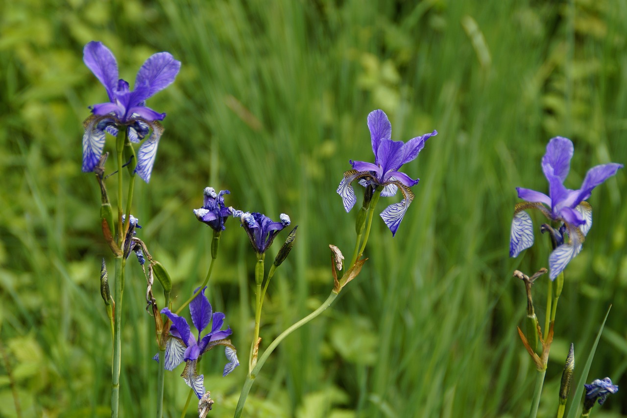 Siberian Schwertlilie, Iris, Mėlynas, Uždaryti, Retai, Gamtos Apsauga, Apsaugotas, Ypač, Nendrė, Šlapynes