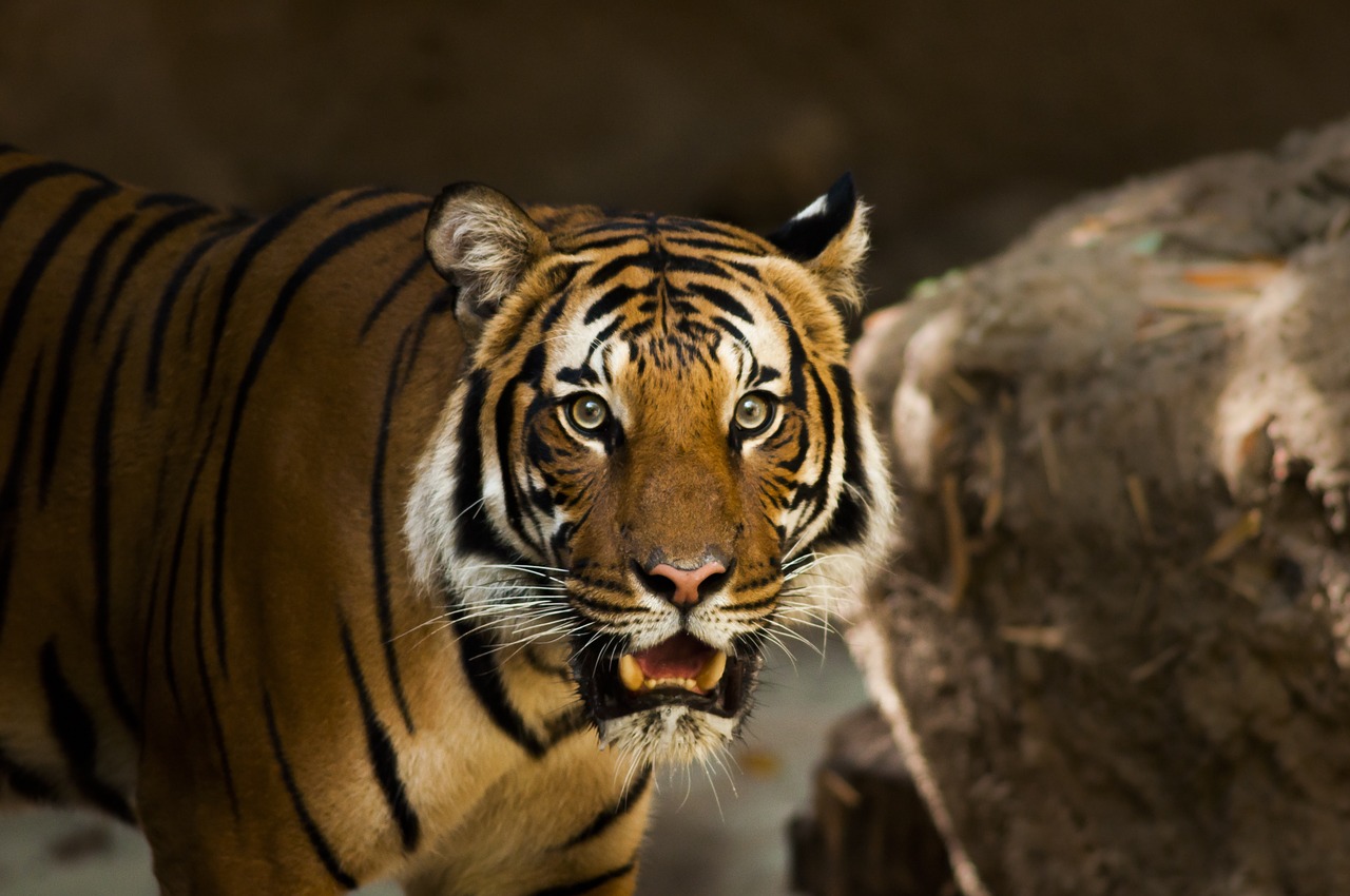 Sibiro Tigras, Tigras, Siberianas, Iš Arti, Panthera Tigris Altaica, Pantherinae, Karnivora, Panthera, Amur Tigras, Mėsėdis
