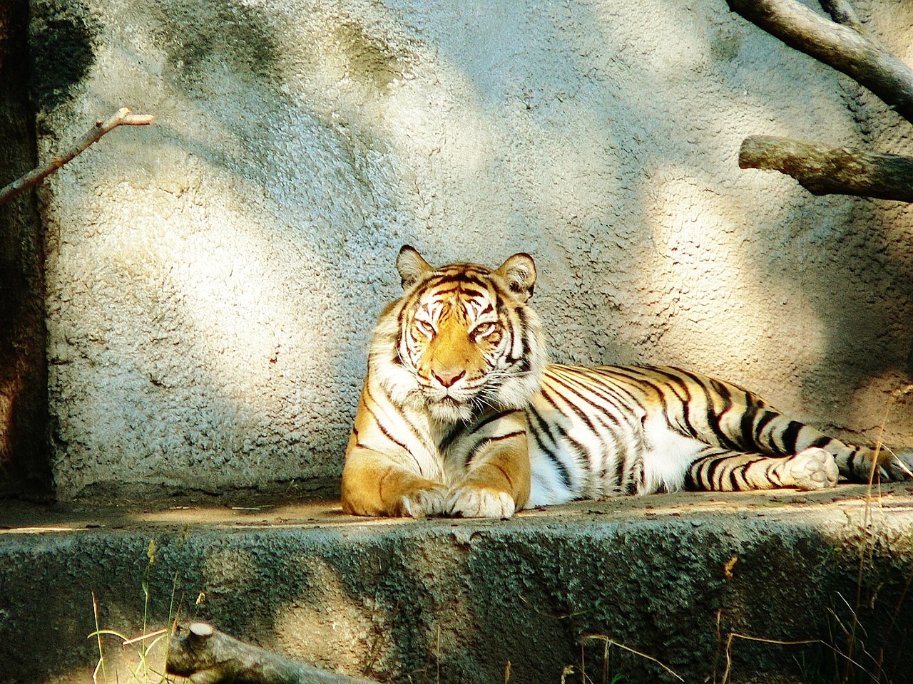 Sibiro Tigras, Gyvūnas, Miško Parko Zoologijos Sodas, Seattle, Laukinė Gamta, Gamta, Mėsėdis, Plėšrūnas, Katė, Zoologijos Sodas