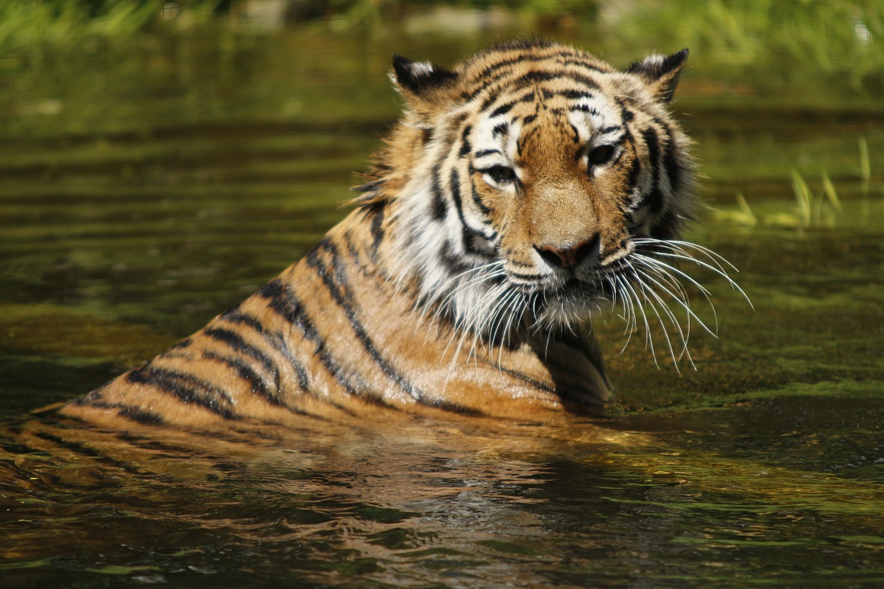 Sibiro Tigras, Vanduo, Plaukti, Katė, Tigras, Tiergarten Schönbrunn, Zoologijos Sodas, Vienna, Nemokamos Nuotraukos,  Nemokama Licenzija