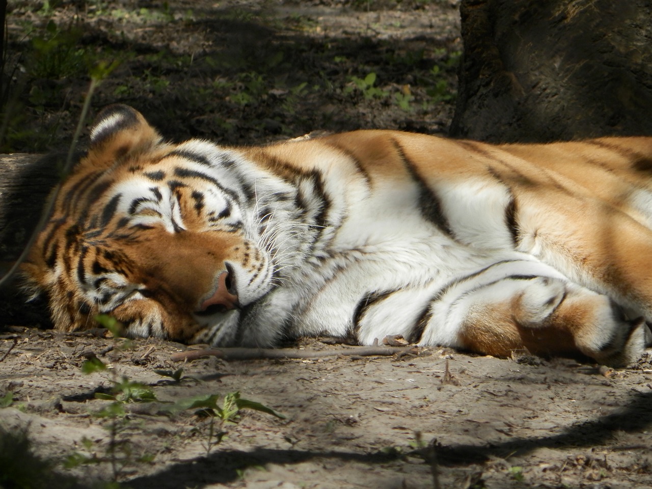 Sibiro Tigras, Tigras, Zoologijos Sodas, Nemokamos Nuotraukos,  Nemokama Licenzija