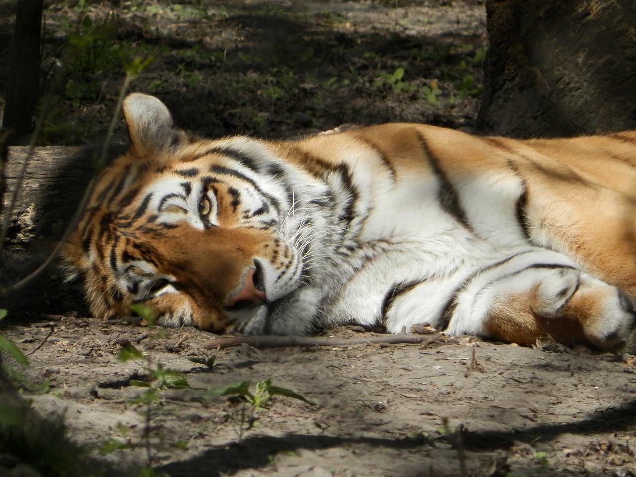 Sibiro Tigras, Tigras, Zoologijos Sodas, Nemokamos Nuotraukos,  Nemokama Licenzija